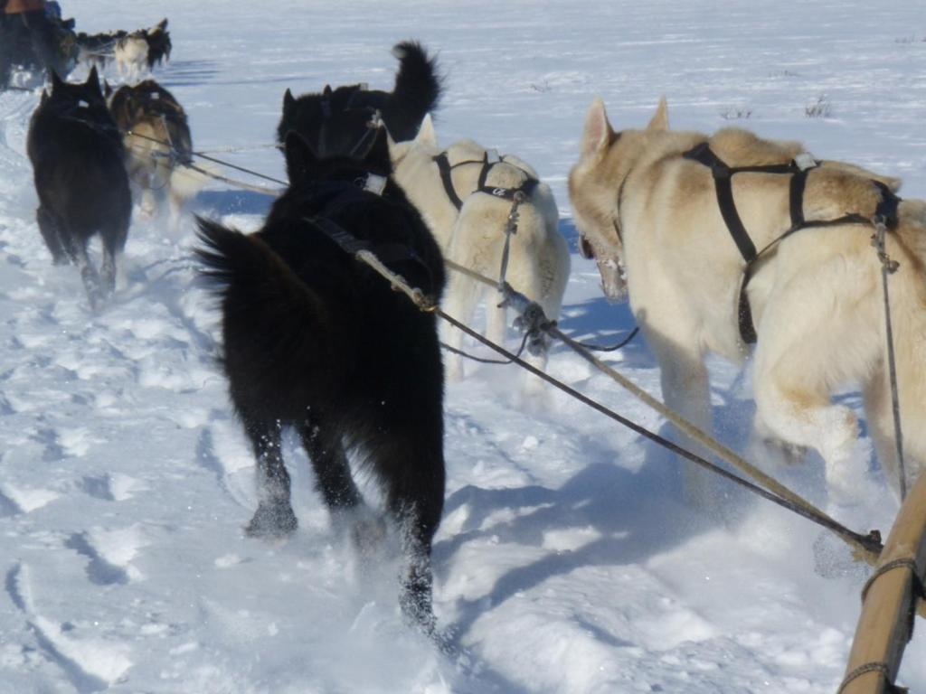 Engholm Husky Design Lodge Карашьок Екстериор снимка